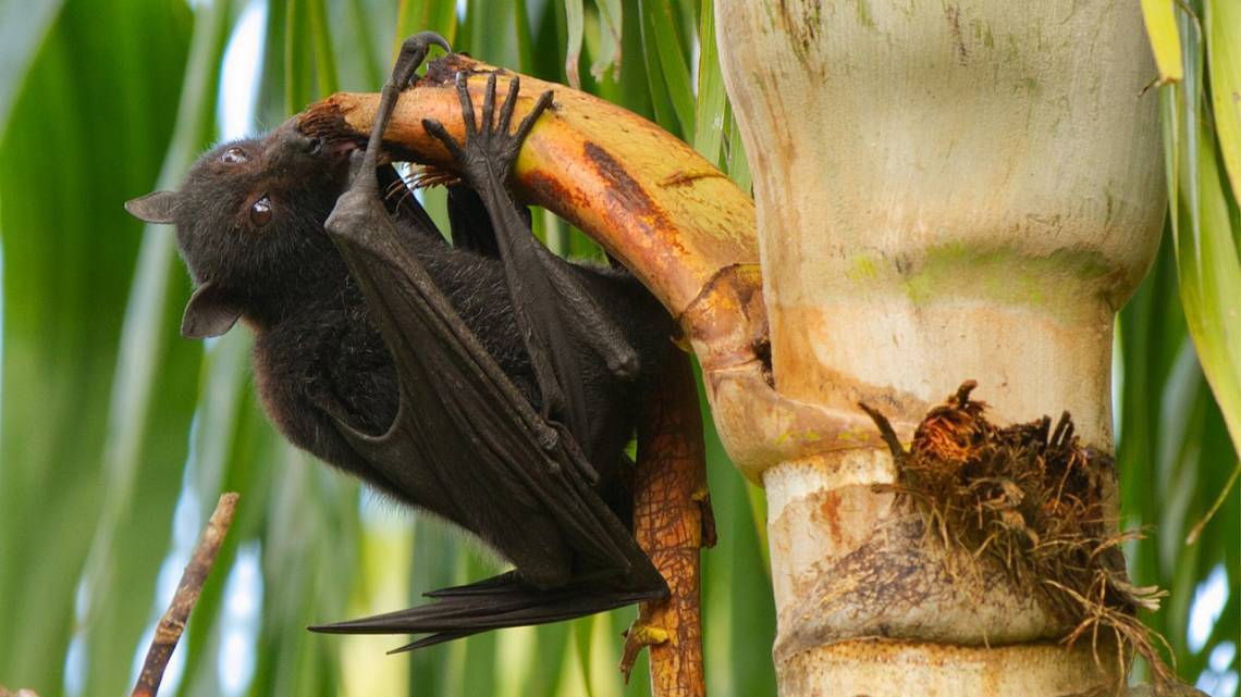 Outbreak of Nipah virus (NiV)